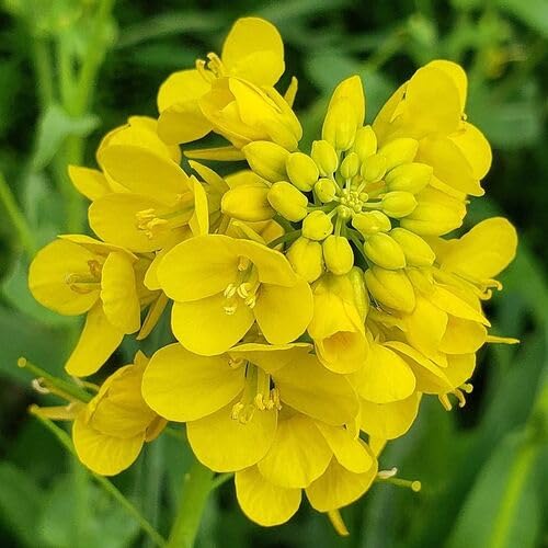 Yellow Rapeseed Flower Seeds Heirloom Non-GMO High Germination Organic Garden Seeds for Planting