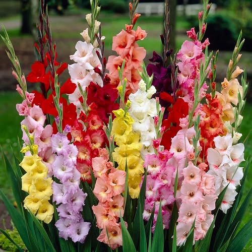 Gladiolus Flower Seeds – Heirloom, Non-GMO, High Germination Organic Garden Seeds for Planting