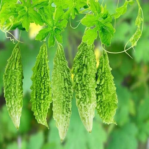 Green Bittergourd Seeds – Heirloom, Non-GMO, High Germination Organic Garden Seeds Planting