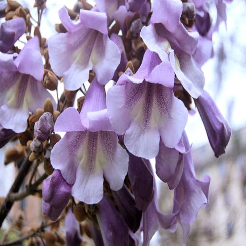 purple paulownia flower seeds