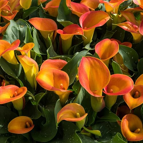 Orange Bonsai Calla Lilly Flower Seeds – Heirloom, Non-GMO, High Germination Seeds