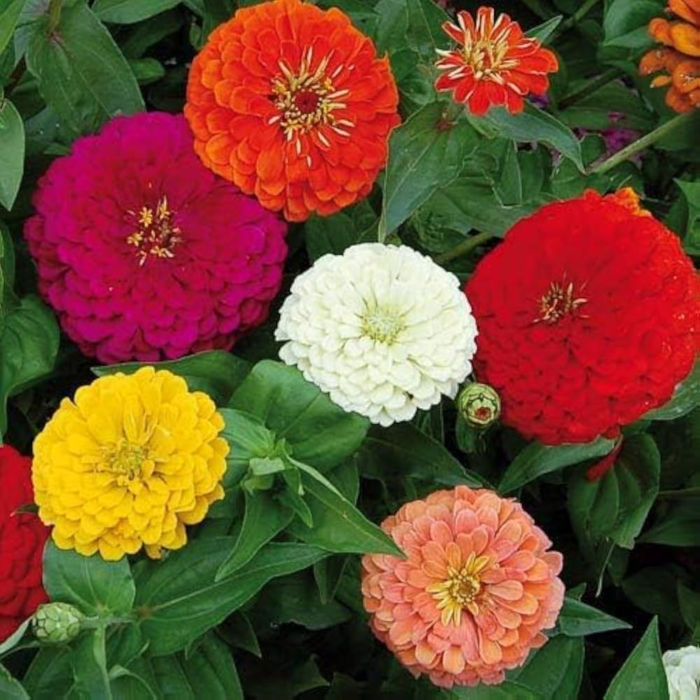 zinnia mix flower seeds