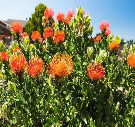 Semillas de Flor de Protea – Crianza, Sin OGM, Semillas Orgánicas de Alta Germinación para Sembrar