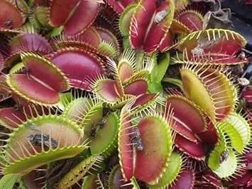 Mixed Venus herb seeds