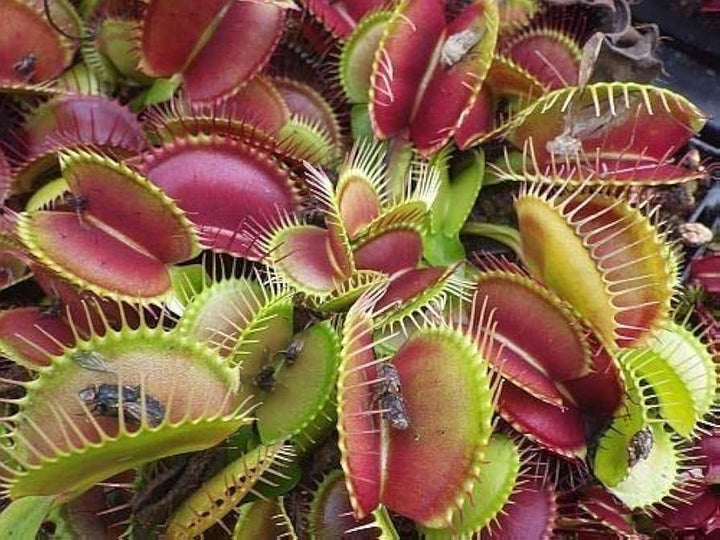 Giant Venus Flytrap Seeds for Planting