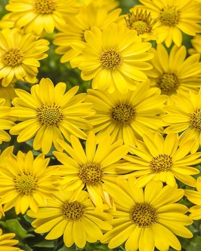 Yellow Daisy Flower Seeds – Heirloom Non-GMO High Germination Organic Garden Seeds