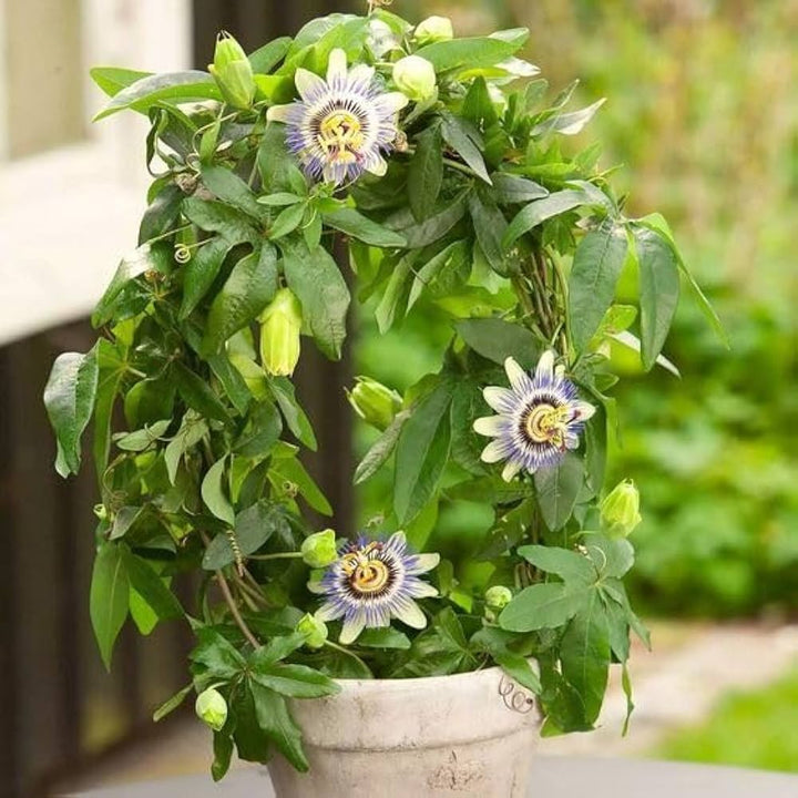 Passiflora Passion Flower Seeds – Heirloom, Non-GMO, High Germination Seeds