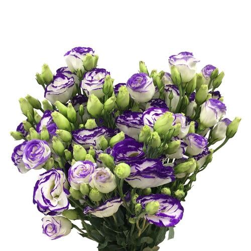 White Purple Eustoma Flower Seeds for Planting – Heirloom, Non-GMO, High Germination