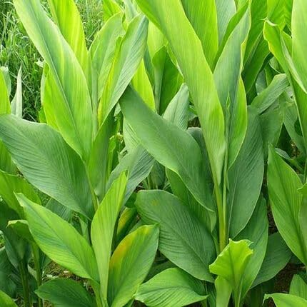 Green Turmeric herb seeds