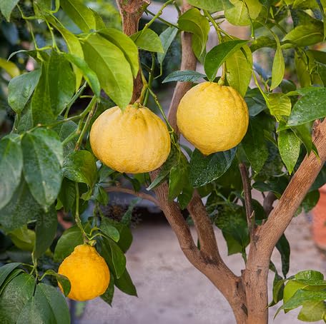 Semillas de Bergamota Naranja Amarilla, Cimarrón, No OGM, Alta Germinación, Semillas Orgánicas de Jardín para Plantar