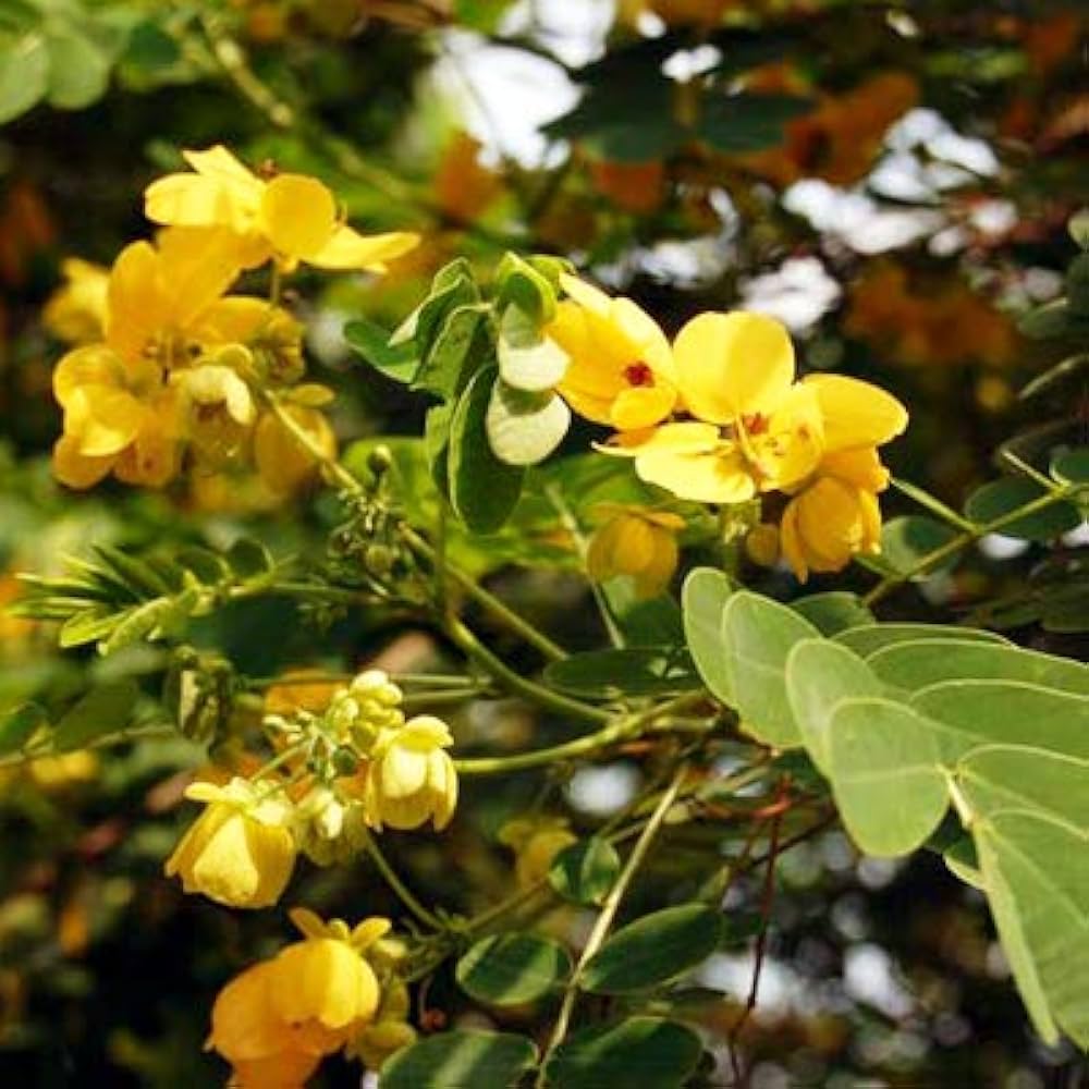 yellow cassia flower seeds