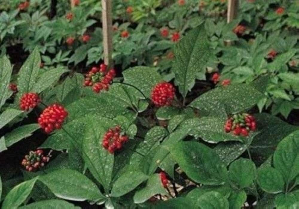 White American herb seeds
