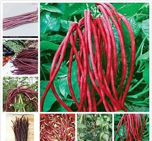 Red Beans Seeds – Heirloom, Non-GMO, High Germination Organic Garden Seeds Planting
