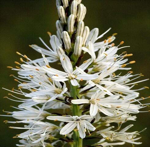 White Asphodelus Flower Seeds Heirloom Non-GMO High Germination Organic Garden Seeds