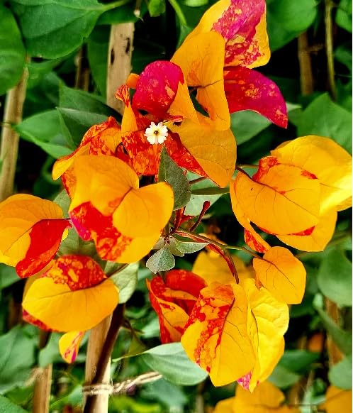 Yellow Red Bougainvillea Flower Seeds – Heirloom Non-GMO High Germination Organic Garden Seeds