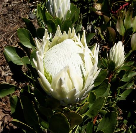 Semillas de Flor de Protea – Crianza, Sin OGM, Semillas Orgánicas de Alta Germinación para Sembrar