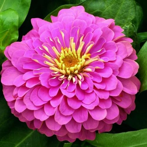 Pink Zinnia Flower Seeds – Heirloom Non-GMO High Germination Organic Garden Seeds