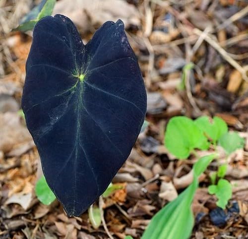 Black Tomato Seeds – Heirloom, Non-GMO, High Germination Organic Garden Seeds Planting