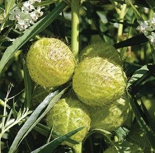 gomphocarpus physocarpus flower seeds