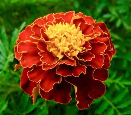 Red Tagetes Flower Seeds Heirloom Non-GMO High Germination Organic Garden Seeds for Planting