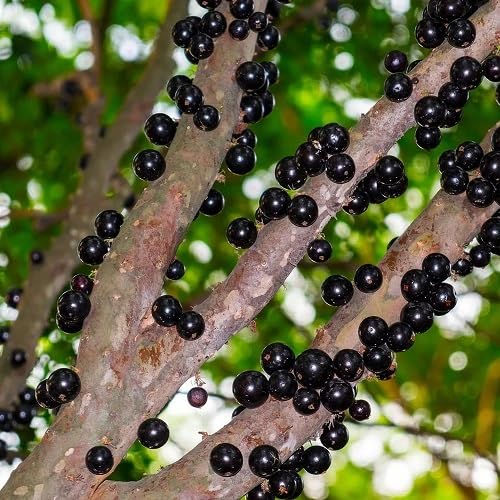Jabuticaba Seeds – Heirloom, Non-GMO, High Germination Organic Garden Seeds