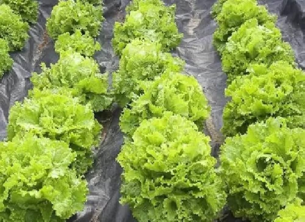 romaine lettuce flower seeds