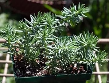 Green Sedum herb seeds