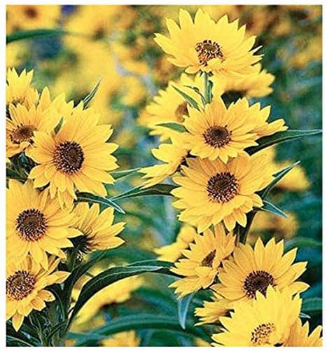 helianthus maximiliani flower seeds