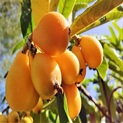 Loquat Seeds – Heirloom, Non-GMO, High Germination Organic Garden Seeds