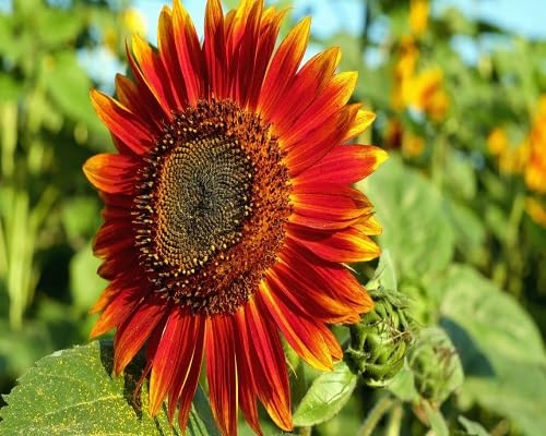 Sunflower Seeds Red Heirloom Non-GMO High Germination Organic Garden Seeds