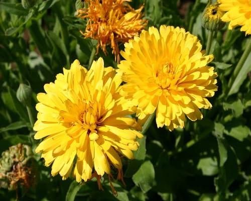 Yellow Calendula Flowers Seeds – Heirloom, Non-GMO, High Germination Organic Seeds