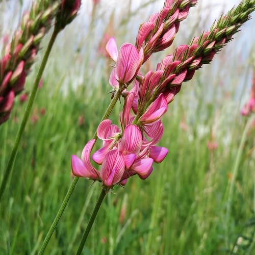 Viciifolia Flower Seeds – Heirloom Non-GMO High Germination Organic Garden Seeds