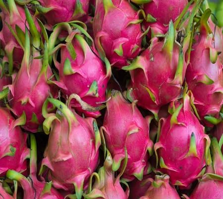 Dragon Seeds – Heirloom, Non-GMO, High Germination Organic Garden Seeds