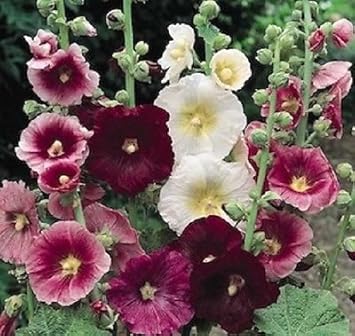 mixedhollyhockflowerheirloomnongmo flower seeds