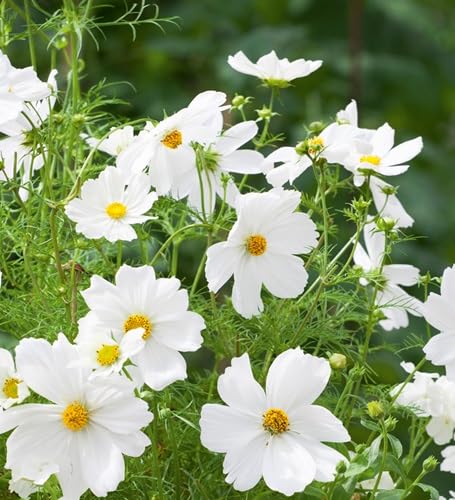 Semillas de Cosmos Blancas de Herencia No Transgénicas de Alta Germinación Semillas Orgánicas para Jardín