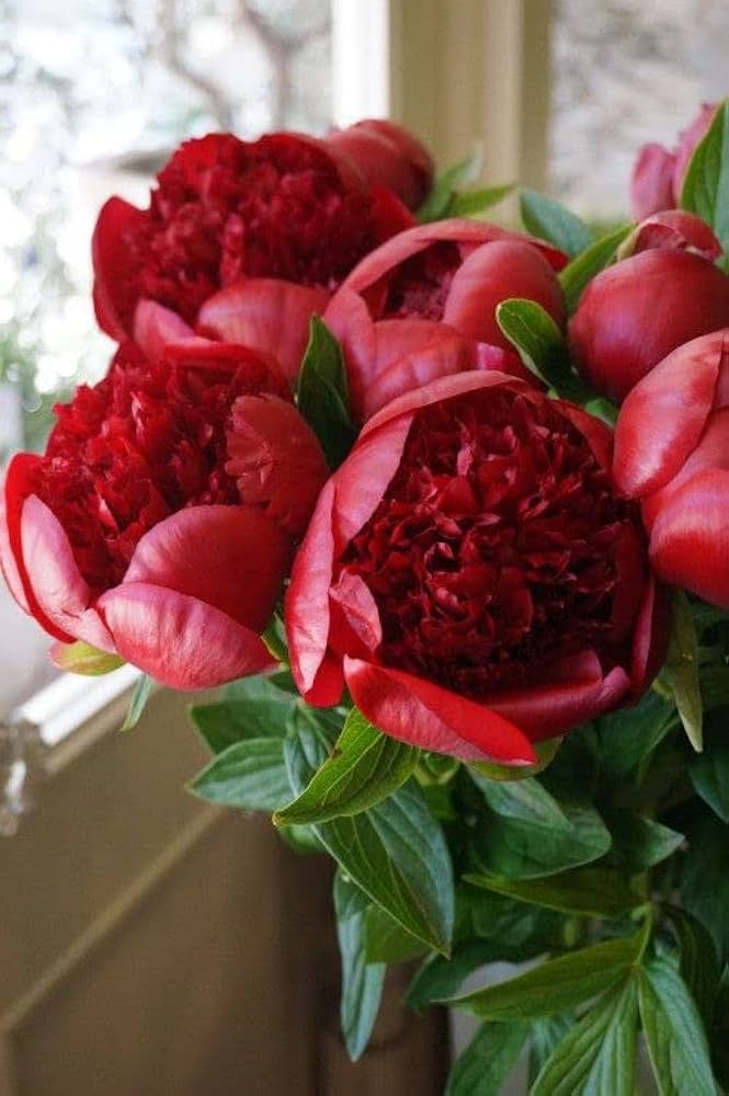 golden red flower seeds