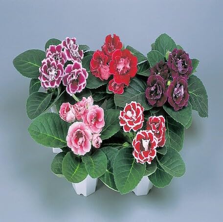 mixed gloxinia flower seeds