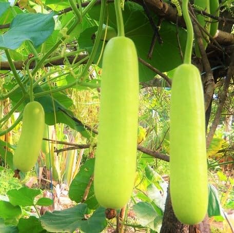 Green Calabash Seeds – Heirloom, Non-GMO, High Germination Organic Garden Seeds Planting