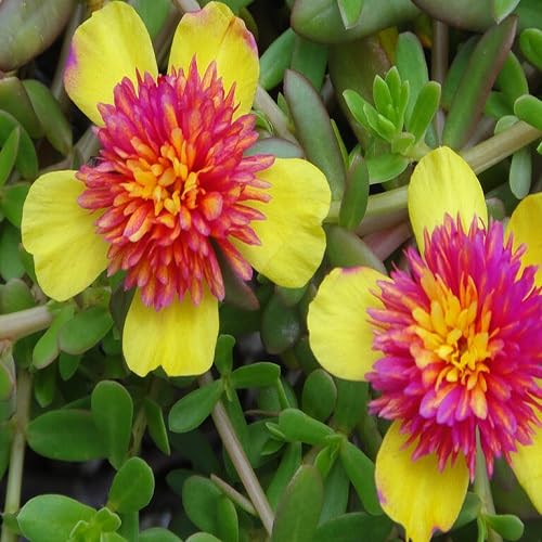 Yellow Pink Purslane Flower Seeds – Heirloom Non-GMO High Germination Organic Garden Seeds