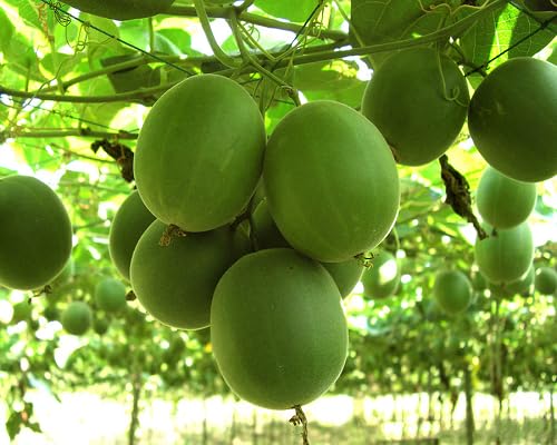 Green Monk Seeds – Heirloom, Non-GMO, High Germination Organic Garden Seeds
