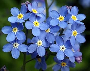 blueperennialflowerheirloomnongmo flower seeds