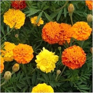 marigoldheirloomnongmo flower seeds