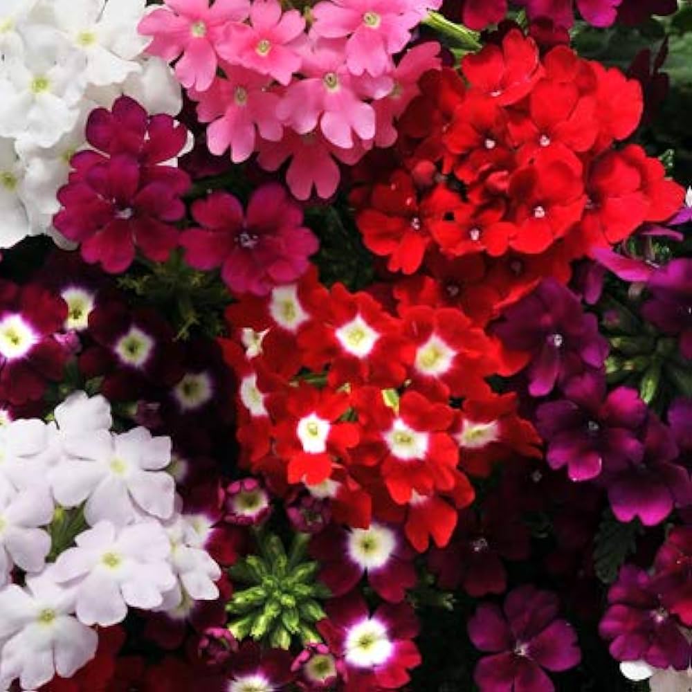 verbena mixed flower seeds