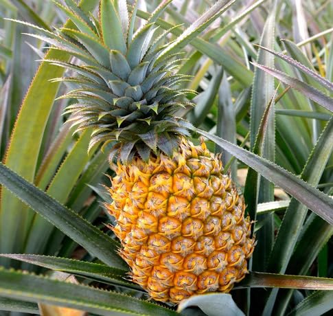 Yellow Pineapple Seeds – Heirloom, Non-GMO, High Germination Organic Garden Seeds
