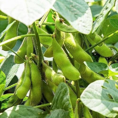 Green Soybean Seeds – Heirloom, Non-GMO, High Germination Organic Garden Seeds Planting