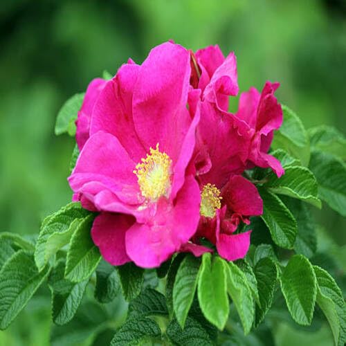 Rugosa Rose Flower Seeds for Planting – Heirloom, Non-GMO, High Germination Organic Garden Seeds