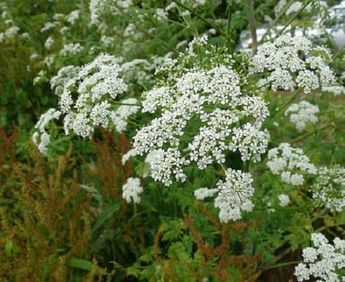 White Hemlock Flower Seeds Heirloom Non-GMO High Germination Seeds