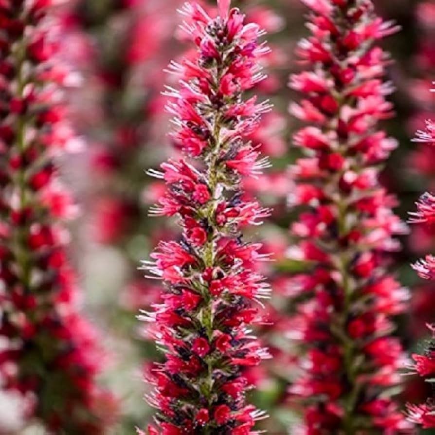 echium tree flower seeds