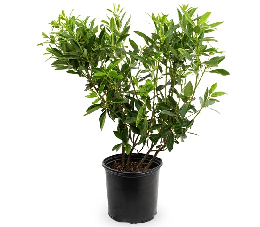 green anise heirloom non-gmo seeds