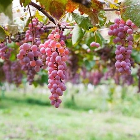 Pink Grapes Seeds – Heirloom, Non-GMO, High Germination Organic Garden Seeds